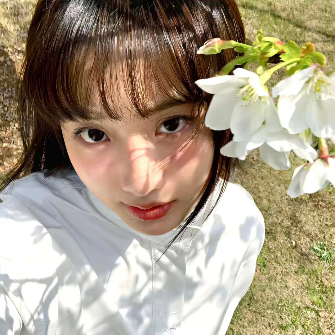 蓝色矢车菊